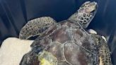 Endangered sea turtles return to gulf thanks to Clearwater Marine Aquarium