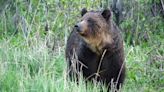 Wildlife experts, advocates criticize lack of transparency in Alberta's new grizzly bear policy