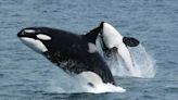 Orcas are attacking ships again: Here's a history of the practice