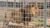 Kimba the Lion Safely Back at Home After Hours on the Loose near Rome