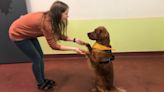 Scientists train dogs to sniff out stress in human breath