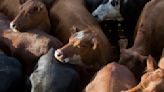 Interés firme de la demanda por los novillos en el Mercado Agroganadero de Cañuelas