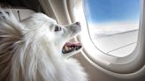 Bark Air, a new airline for dogs, set to take its first flight