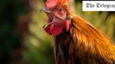 Revealed: what makes a cockerel so annoying