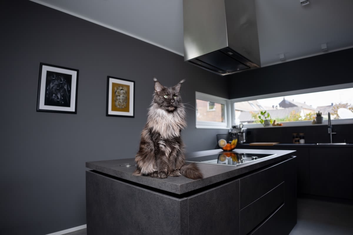 Giant Maine Coon Cat's Determination to Use Ice Machine Gets an 'A' for Effort