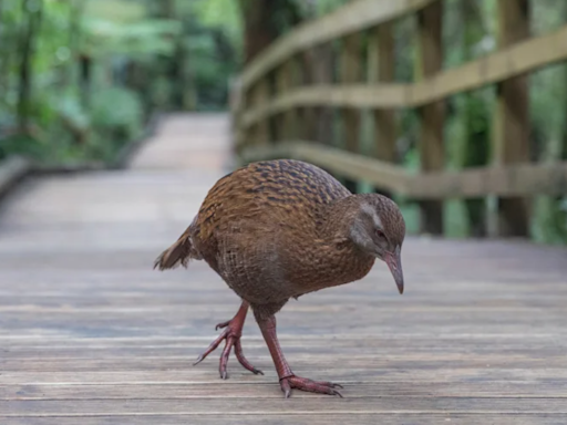 獵食新西蘭瀕危鳥類 求生真人騷參賽者遭DQ