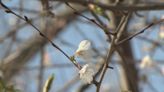 Japan House cherry blossoms starting to bloom in Urbana