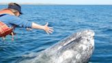 A video of a whale appearing to ask for humans to remove parasites went viral. An expert says tourists are hurting the creatures, not helping.