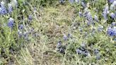 'Do better': Texas park slams visitors for trampling bluebonnets