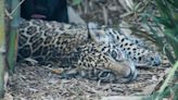 Ponle nombre a los tres cachorros de jaguar del Zoológico de Chapultepec