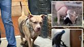 Sicko who trained vicious NYC pitbull using cats as bait charged with animal torture: cops