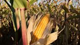 Fuerte caída en la intención de siembra de maíz para la campaña 2024/25