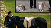 Público se emociona ao ver pônei e cães da rainha Elizabeth assistindo ao cortejo fúnebre da monarca