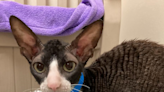 Have you ever seen a Cornish Rex? This sweet lady lost her owner and longs for cuddles