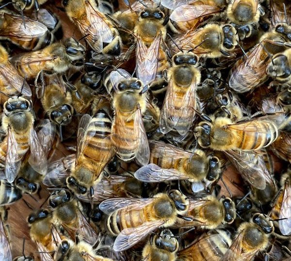 An Arizona golf course worker was killed by a swarm of bees while mowing in ‘tragic workplace accident’