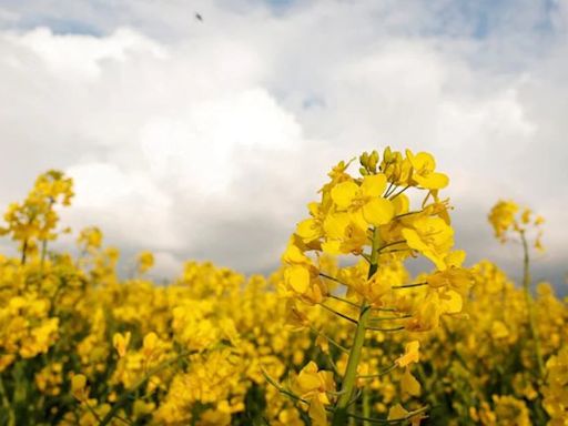 Cultivos bioenergéticos para aviones y embarcaciones