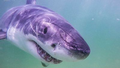 "Plenty of shark food": Great whites return to Massachusetts waters, biting whales and seals