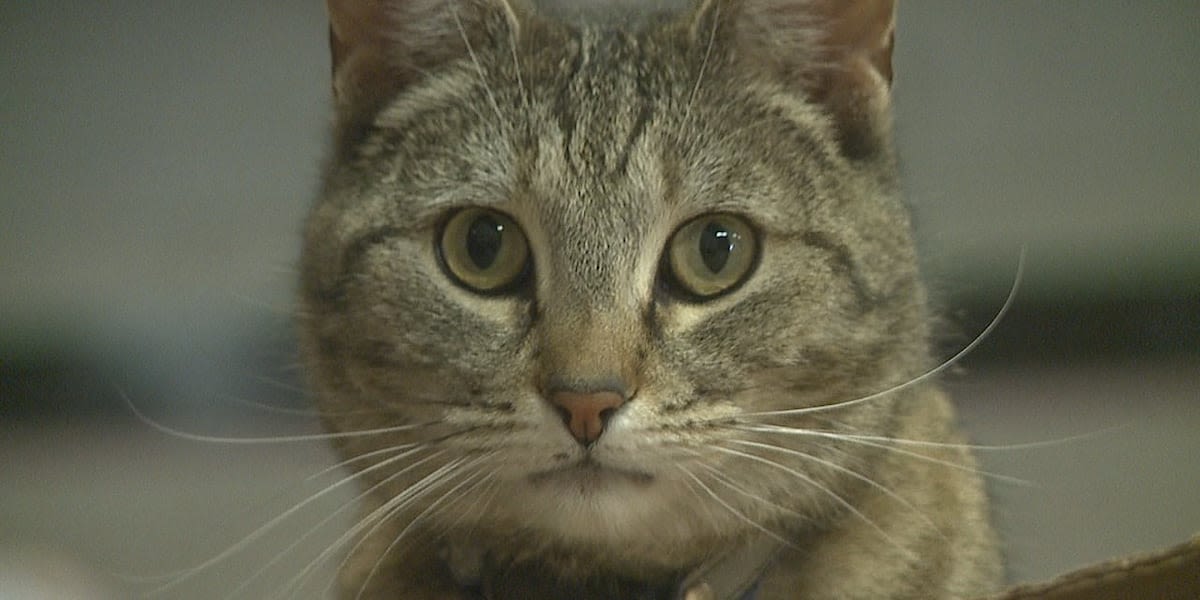 The gato of Greater Nevada Field