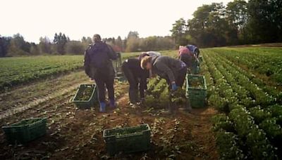 Undercover as a farm worker in Germany: ‘My hands are numb. No one knows when the shift will end’ | Saša Uhlová