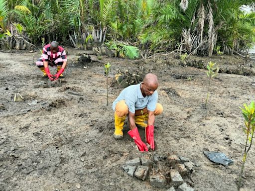 Nigerians strive to bring mangrove forests back to life