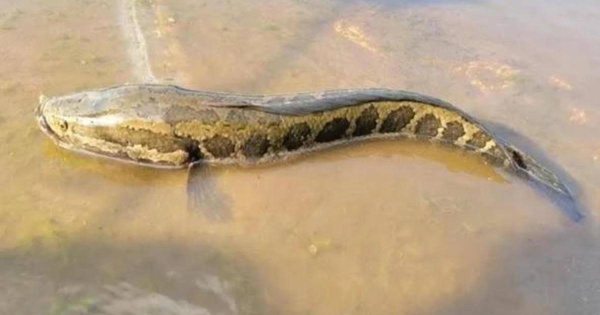 Invasive fish that can survive on land for days found in Missouri