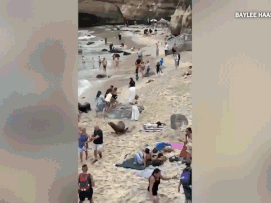Pair of sea lions chase people, charge through crowds once again at California's La Jolla Cove