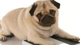 Probiotics might help dogs lose weight, study finds