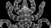 Sea Spider Anuses May Hold The Key To Organ Regeneration In Scientific First