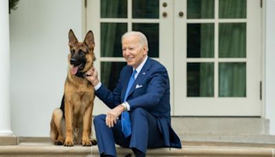 Casa Branca reage após governadora pedir que cachorro de Biden seja sacrificado por morder agentes do Serviço Secreto