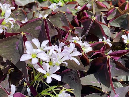 Mesker Park Zoo selling fun and unusual plants this weekend