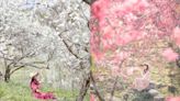 當櫻色遇上吹雪 精選4大花海看櫻花與李花交織的初春美景！