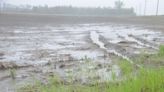 Manitoba farmers hoping for hot, dry weather to help with saturated fields