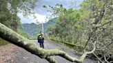 中部山區大雨樹倒塌 和平警迅速排除避免危害 | 蕃新聞