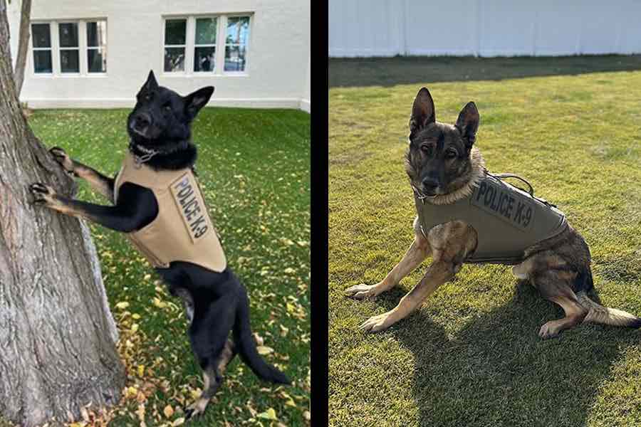 Public invited to skills competition during police K9 conference in Idaho Falls - East Idaho News