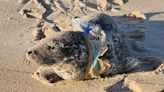 Baby Seal Found Struggling with Plastic Around Her Neck During Annual Seal Migration