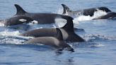 Un grupo de orcas ataca y hunde un velero en el estrecho de Gibraltar