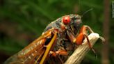 Do cicadas pose a threat to your dog? - WBBJ TV