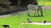 27 Animals Found Dead at Virginia Zoo Amid Animal Cruelty Investigation, Bengal Tiger Euthanized