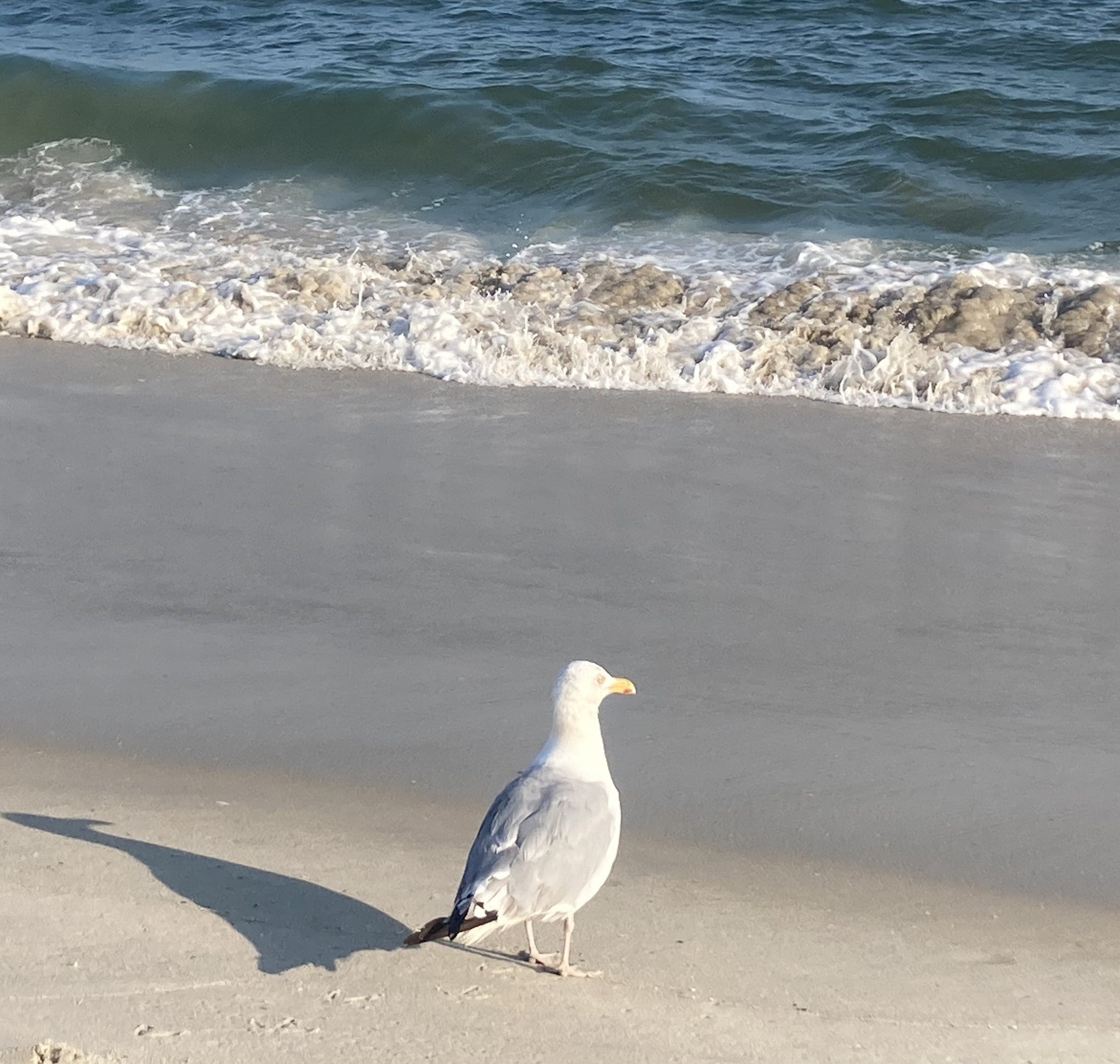 Man charged with animal cruelty after incident with seagull on Wildwood boardwalk