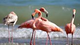 What are American flamingos and why were they in Wisconsin along Port Washington's Lake Michigan shoreline?