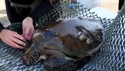 Sharjah: AlQurm in Khor Kalba joins elite global marine turtle pact