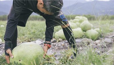 花蓮人怒了！欺負西瓜瓜農 盤商收購價竟直接砍半 - 生活