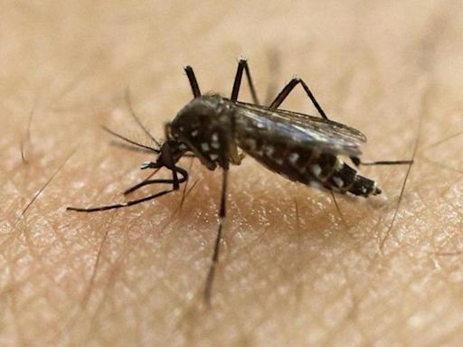 9 test positive for Zika virus in Pune district; tally stands at 48