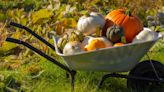 How to Grow Pumpkins the Right Way, According to Gardening Experts