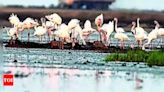 Committee to be formed for flamingo habitat in Navi Mumbai | Mumbai News - Times of India