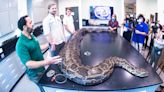Biologists catch record-breaking 215-pound Burmese python in Florida Everglades