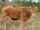 Limousin cattle