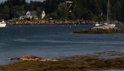 Harpswell removes dead humpback whale from water