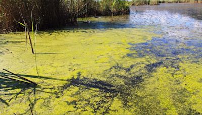 ADVISORY | Blue-green algae bloom found in Allegan's Duck Lake