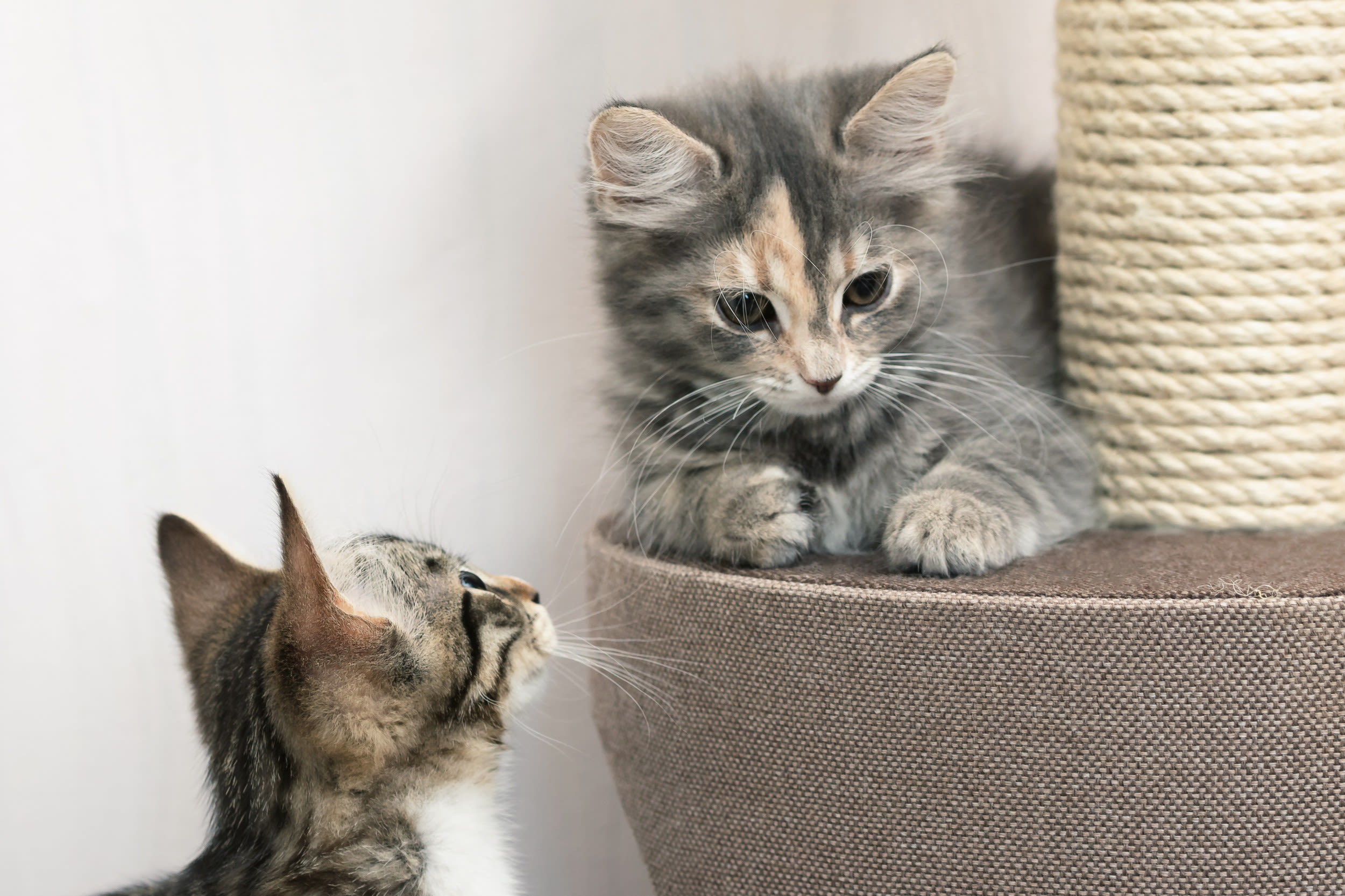 Hysterics at cat's reaction to mom adopting stray kitten: 'not having it'